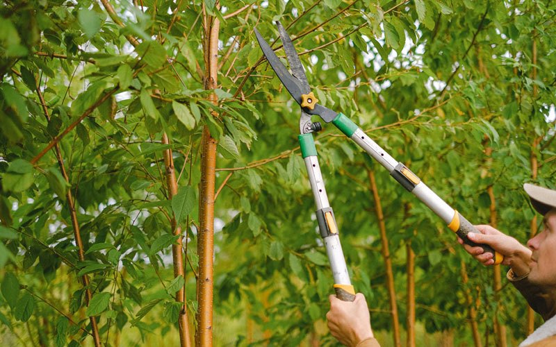Tree trimming in Pleasant View, CO