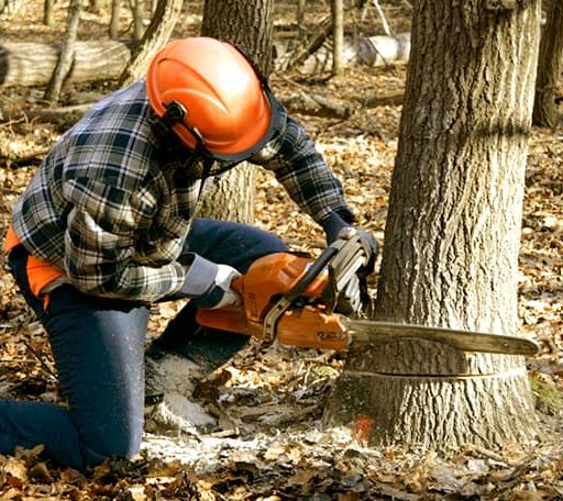 Tree Removal in Pleasant View, CO